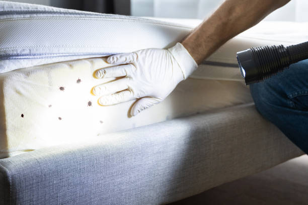 Best Pest Control Near Me  in Deland, FL