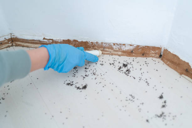 Best Local Pest Control Services  in Deland, FL