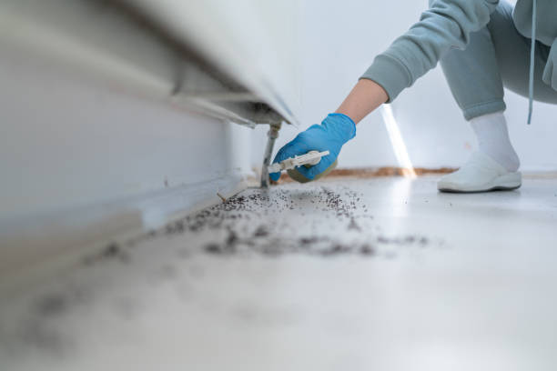 Best Wasp Removal Services  in Deland, FL